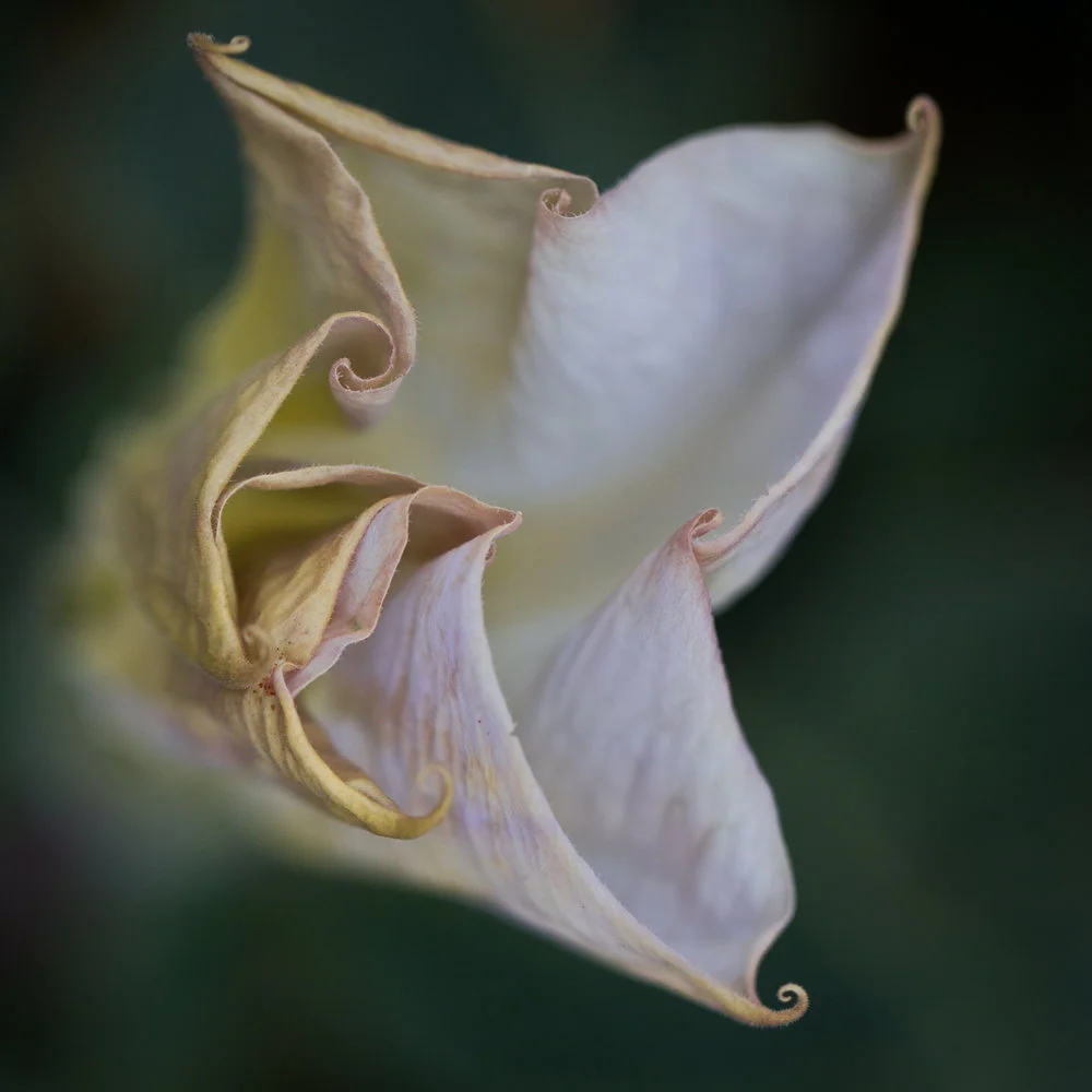 Datura flower — Richard Ehrlich Photography